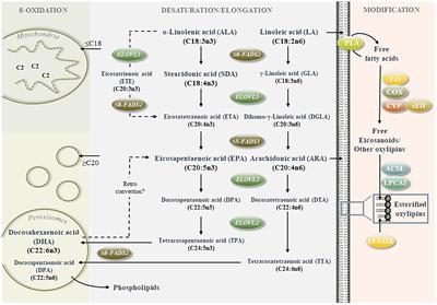 Stearidonic acid improves eicosapentaenoic acid status: studies in humans and cultured hepatocytes